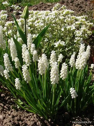 Мускари Альба 8 шт