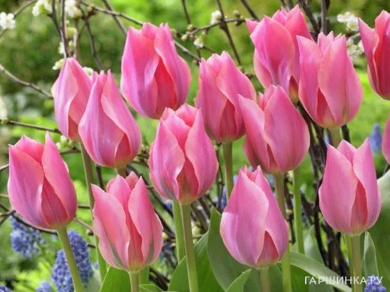 Тюльпан Альберт Хейн Фостера 5шт