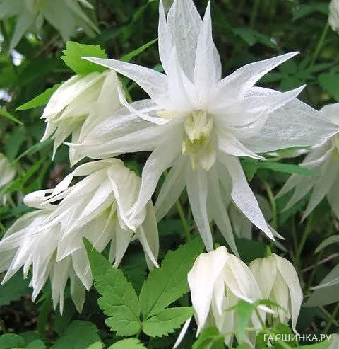 Клематис (Княжик) Альбина Пленa махровый (1)