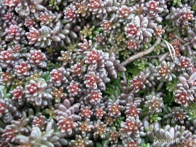 Очиток (седум) album Murale