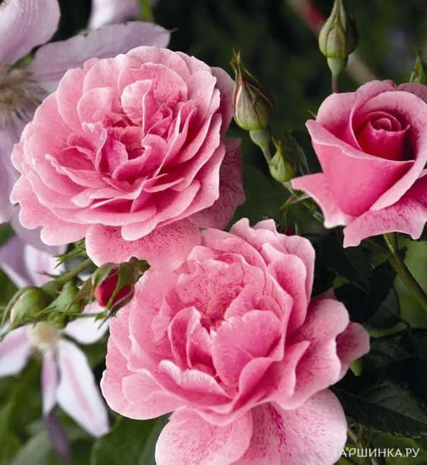 Роза Камелот плетистая Imperial Rose