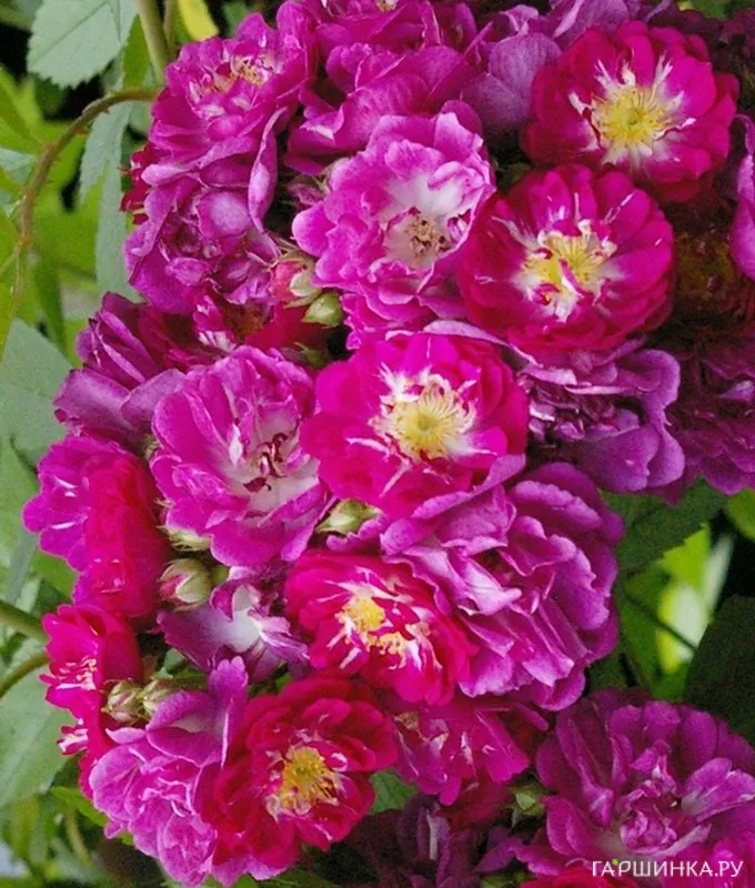 Роза Партикль плетистая Imperial Rose