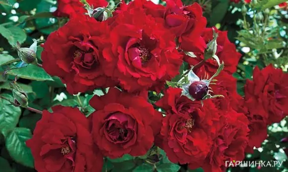 Роза Олл Эблейз плетистая, Викс (лиц)