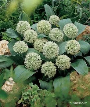 Лук декоративный Айвори Квин 3 шт