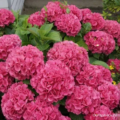 Гортензия Альпенглюхен крупнолистная (макрофила)