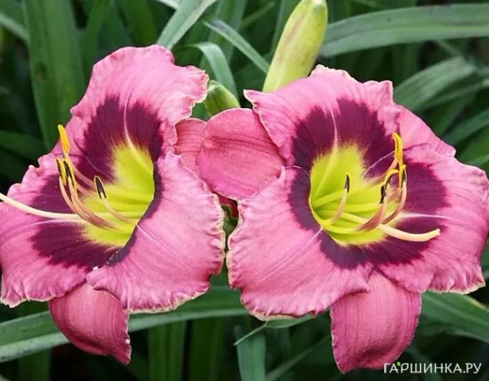 Лилейник Олвэйс Автенун