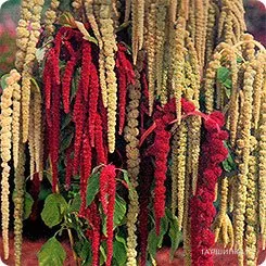 Амарант Каскад, смесь окрасок ц/п