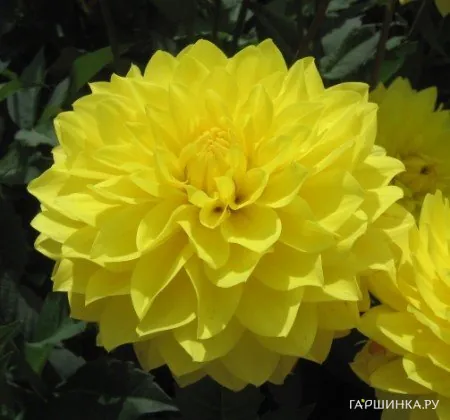 Георгина Американ Сан декоративная