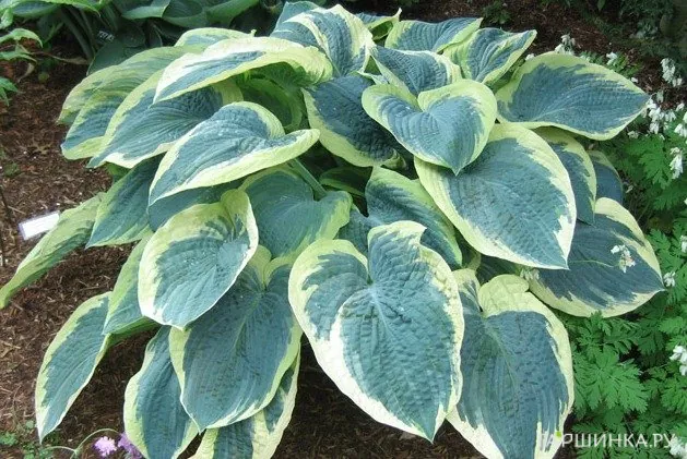 Хоста Американ Хало (L)