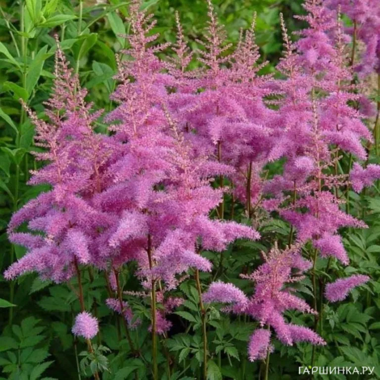 Астильба Арендса Аметист