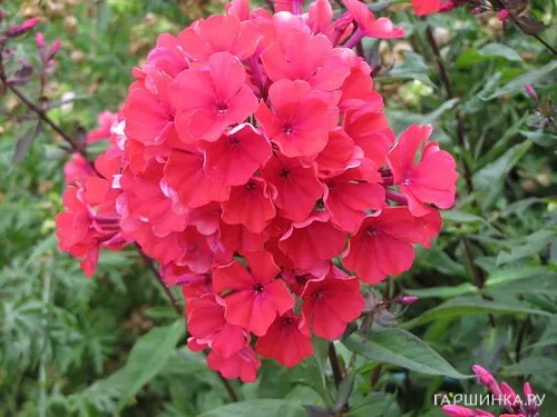 Флокс метельчатый Amos