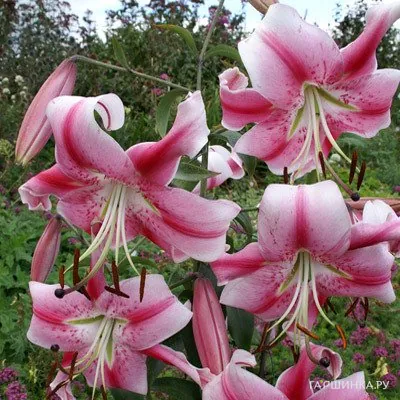 Лилия Анастасия ОТ-гибрид