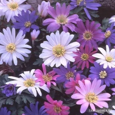 Анемона (Ветреница) Бланда Микс 8шт