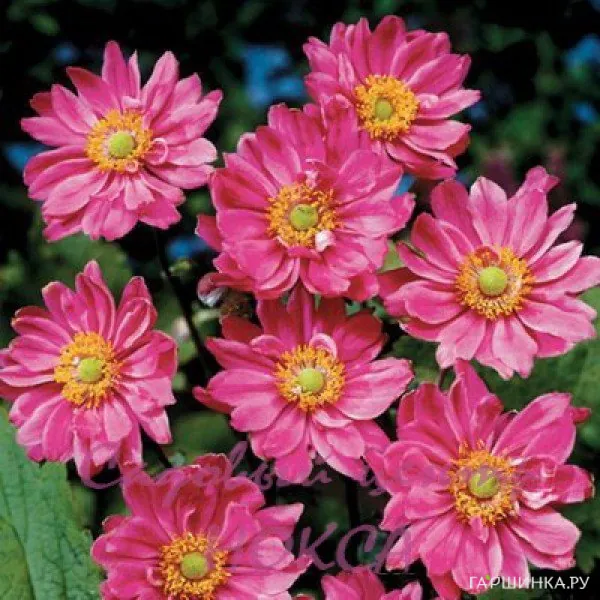 Анемона (Ветреница) японская Памина