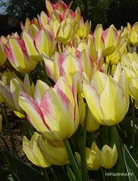 Тюльпан Антуанетта 4 шт
