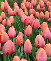 Тюльпан Априкот Импрешн Дарвина 5шт