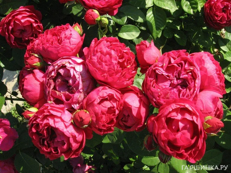 Роза Аскот чайно-гибридная, Тантау (лиц)