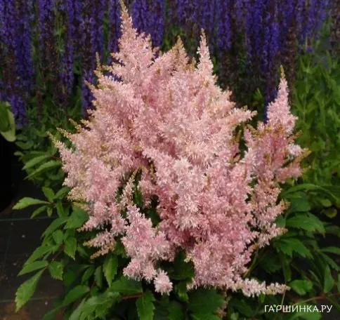Астильба китайская Шугаберри