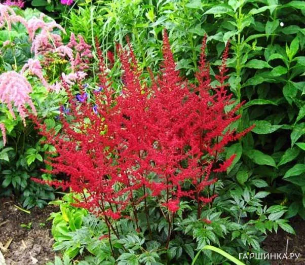 Астильба Арендса Августлехтен