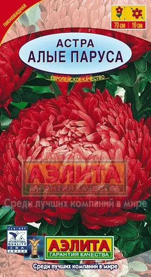 Астра Алые паруса, ц/п