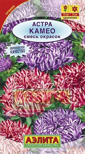 Астра Камео, смесь окрасок ц/п