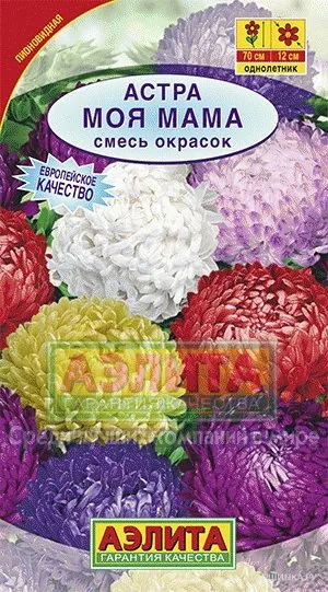 Астра Моя мама, смесь окрасок ц/п