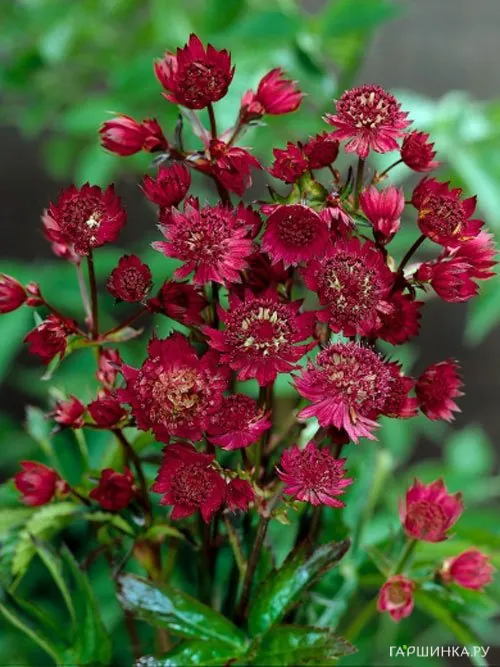 Астранция Руби Веддинг