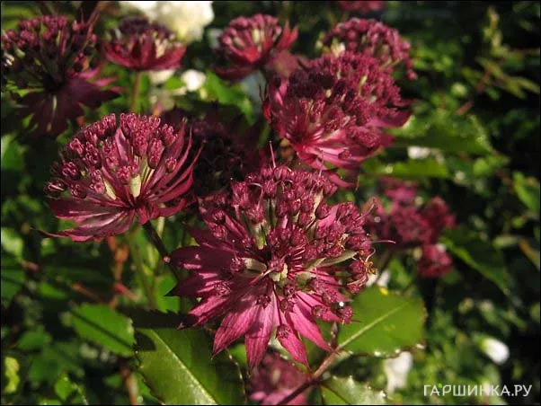 Астранция крупная