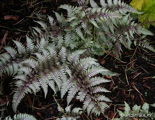 Кочедыжник (Папоротник) ниппонский Пиктум (Металлика)