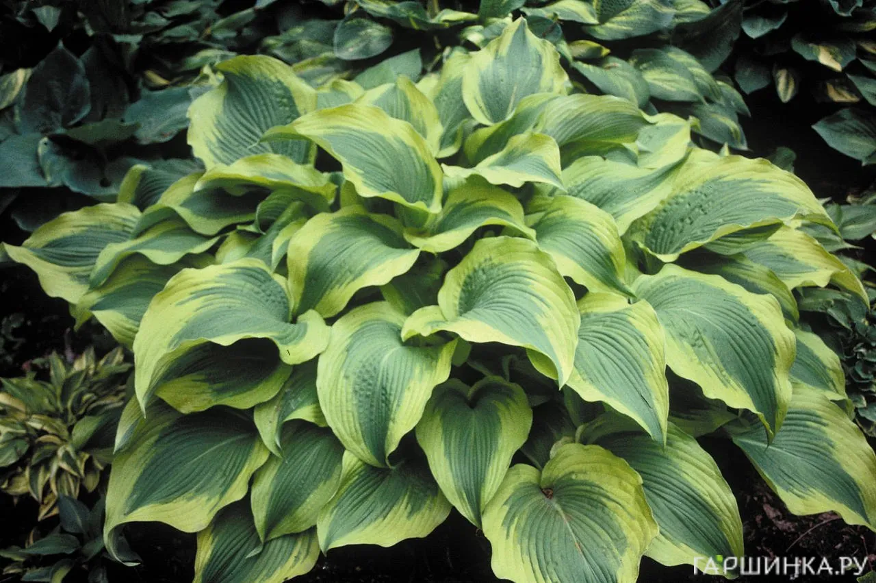 Хоста Атлантис (L)