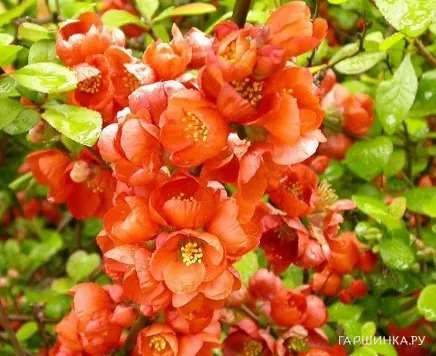 Айва Оранж Трейл