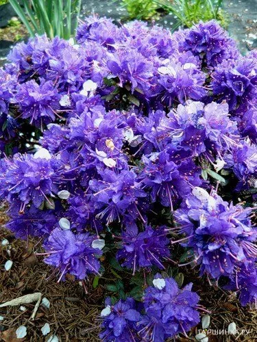 Рододендрон Азурика