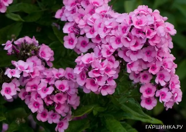 Флокс Бэби Фейс (Лицо ребенка) метельчатый