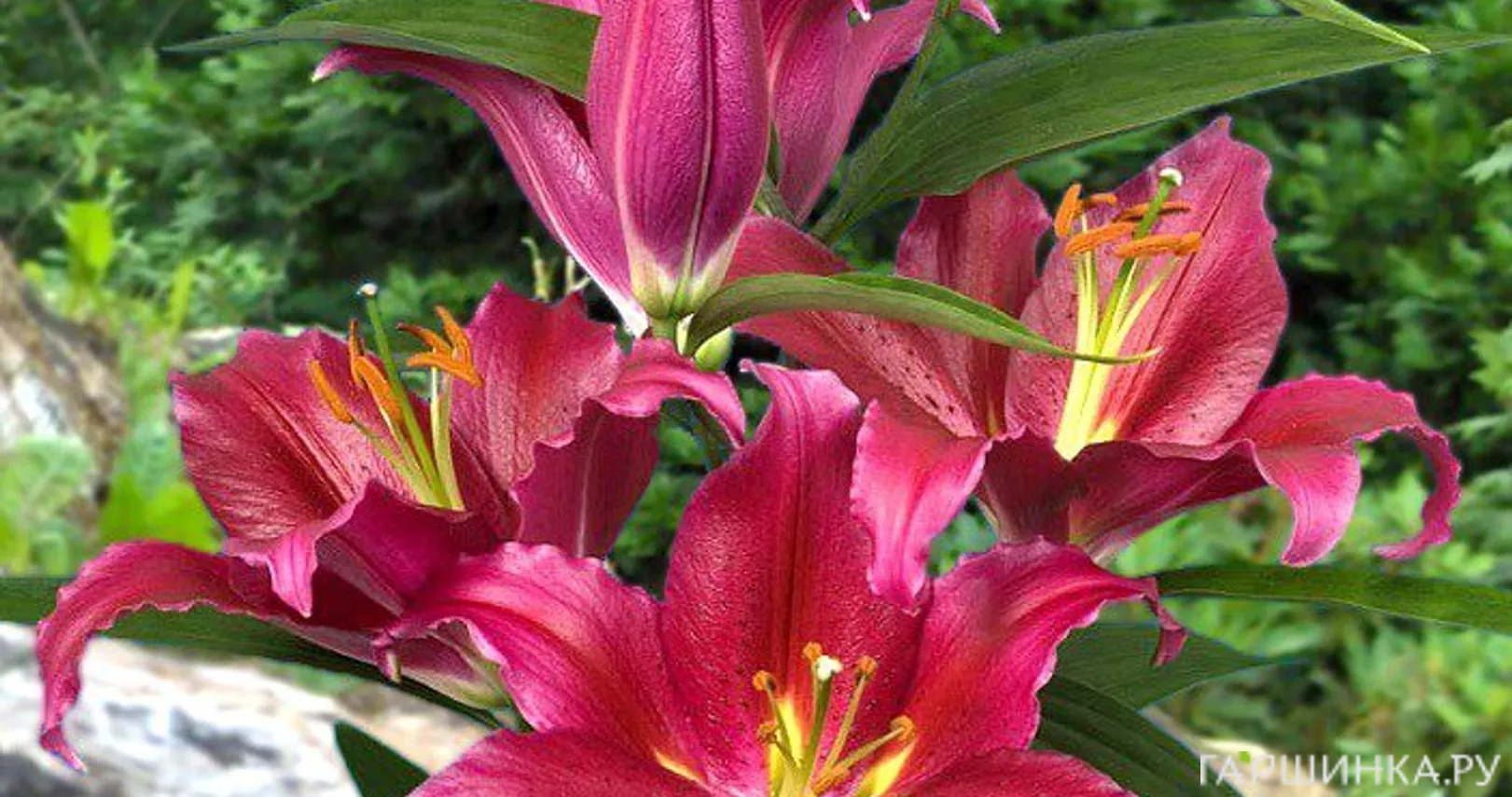 Лилия Бакарди восточная