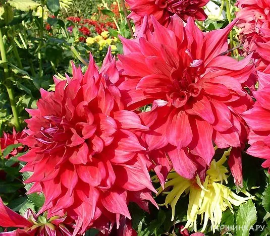 Георгина Барбаросса декоративная