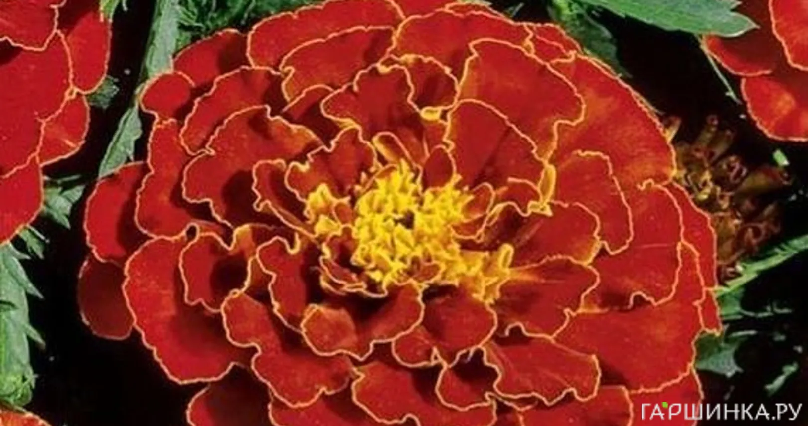 Бархатцы Красная вишня