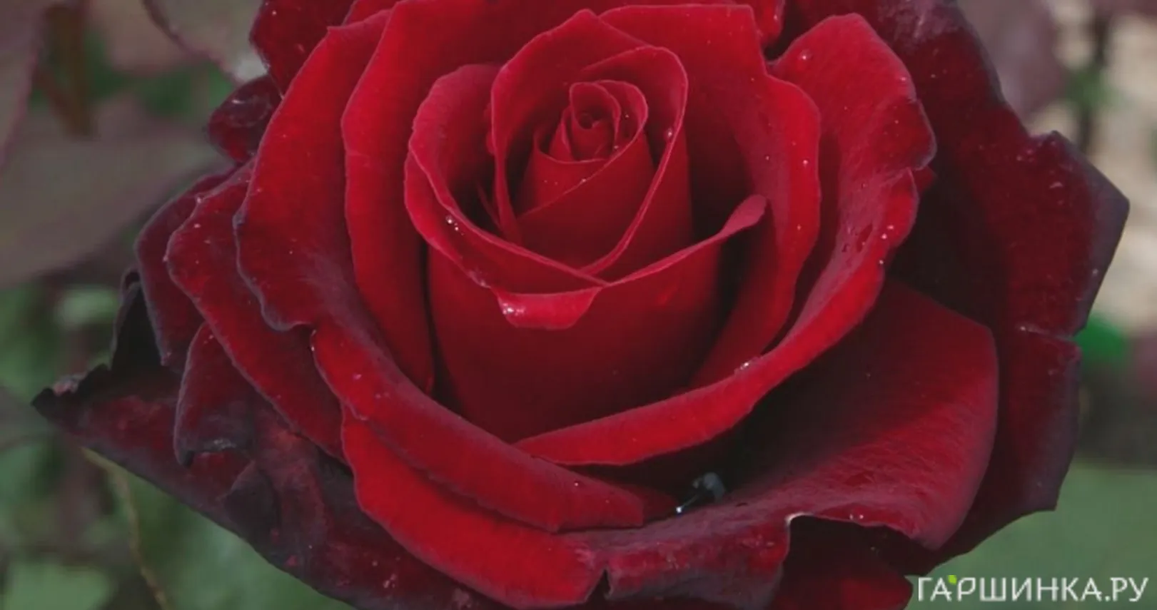 Роза Баркароле чайно-гибридная, Тантау (лиц)