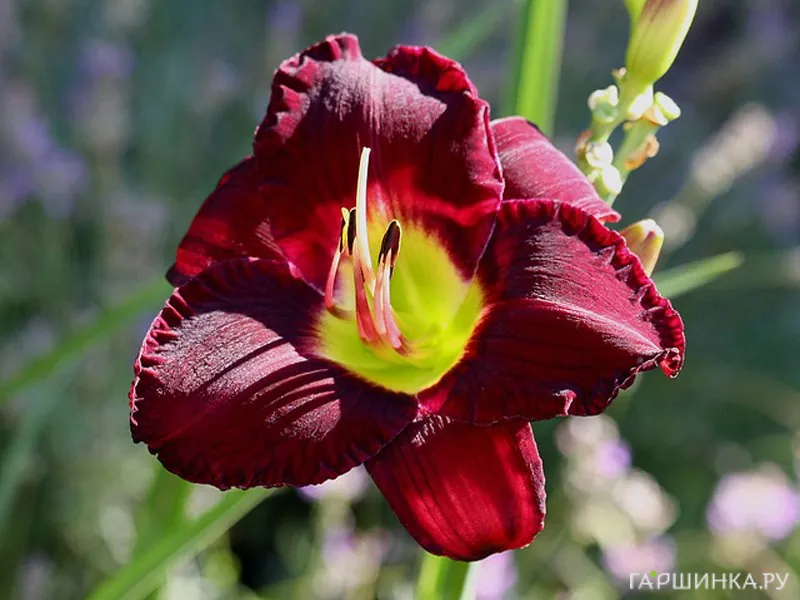 Лилейник Бела Лугоси