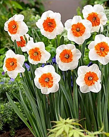 Нарцисс Белла Виста крупнокорончатый 5шт.