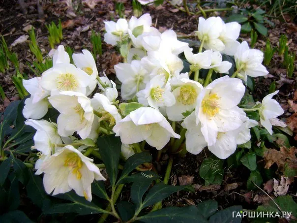 Морозник White Beauty