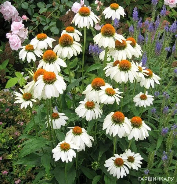 Эхинацея пурпурная Белый лебедь