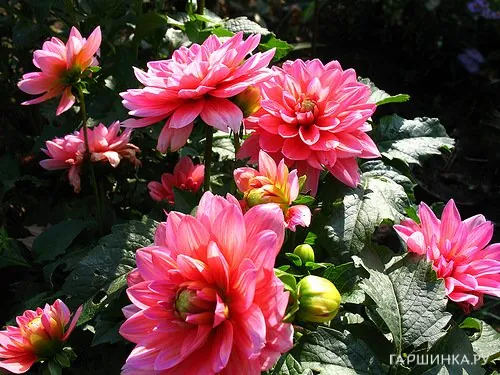 Георгина Берлинер Клене декоративная