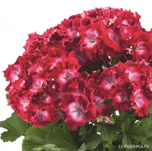 Пеларгония королевская Бермуда Дак Ред