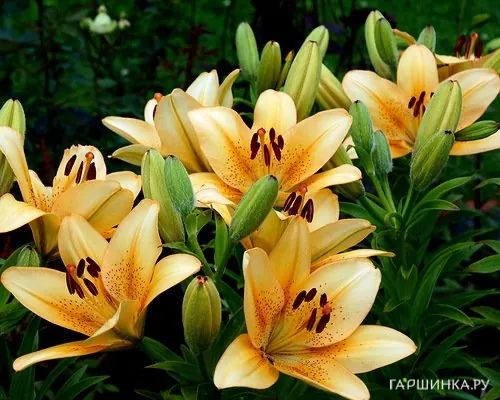 Лилия Бестселлер ЛА- гибрид/2шт