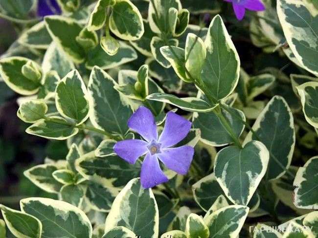 Барвинок большой Вариегата
