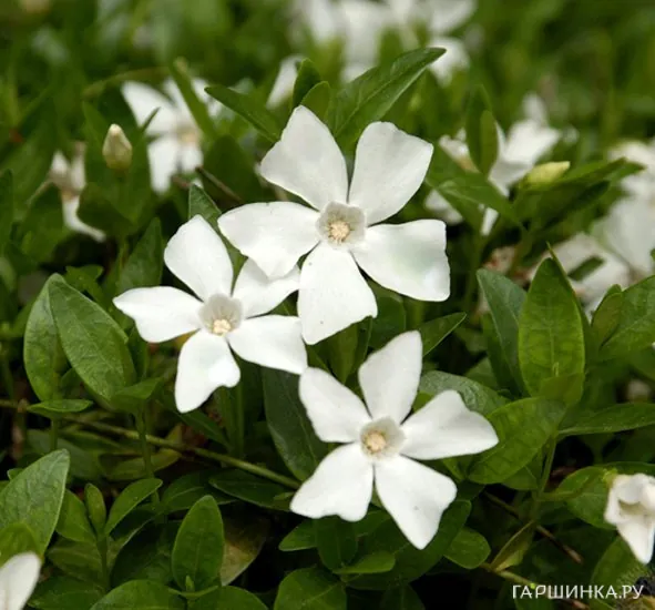 Барвинок малый Гертруда Джекил