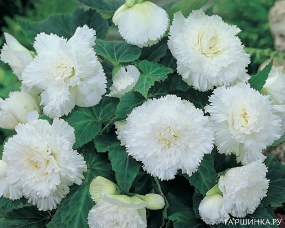 Бегония бахромчатая Фимбриата Вайт