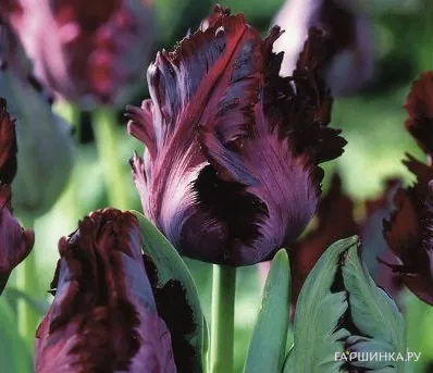 Тюльпан Блэк Пэррот попугайный 5шт