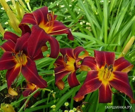 Лилейник Блэк Принц