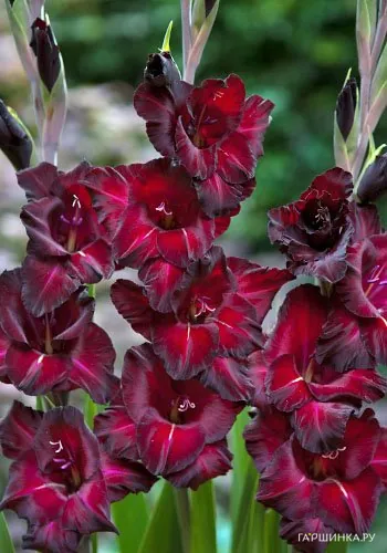 Гладиолус Блек Сюрпрайз